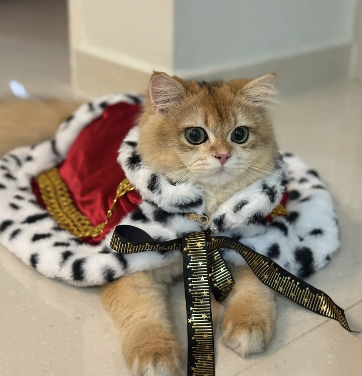 Aon’s HappyTails: @matcha_lattexo